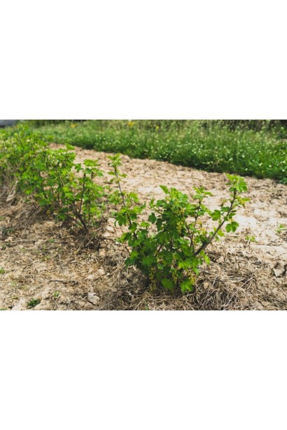 Смородина черная Черный десерт посадка